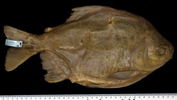Media type: image; Ichthyology 19034